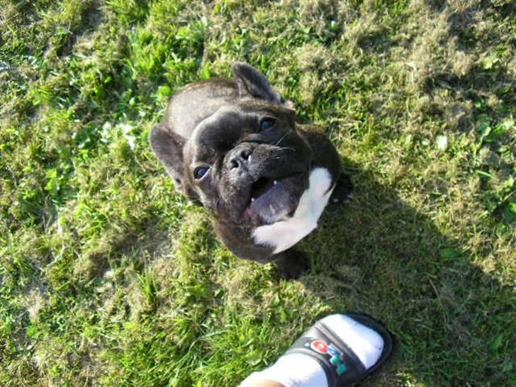 Fransk bulldog ~Chick~ billede 7