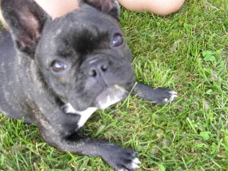 Fransk bulldog ~Chick~ billede 8