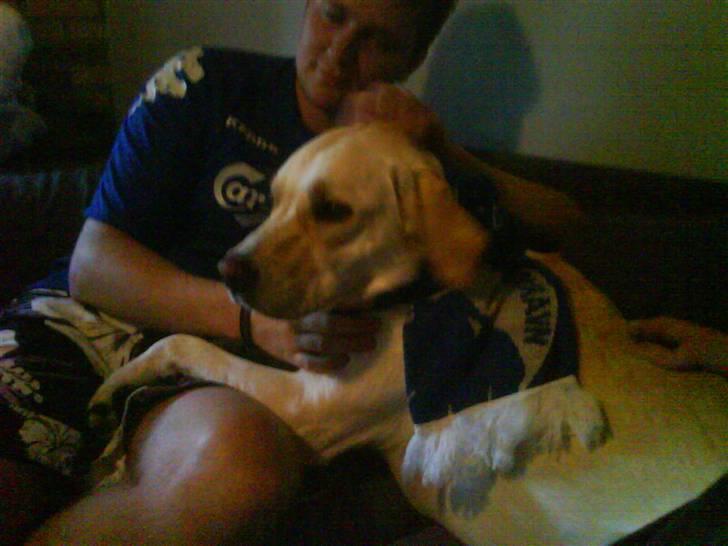 Labrador retriever Bongo - En ægte FC hund <3 billede 10