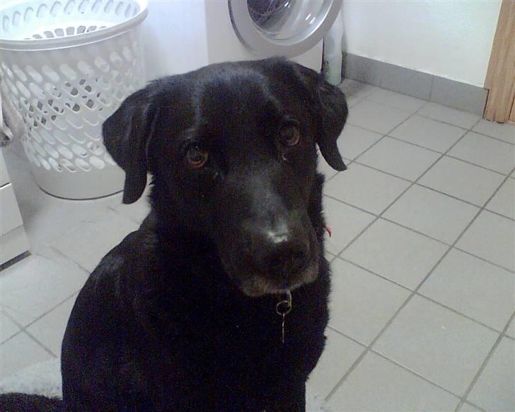 Labrador retriever Laban - laban billede 1