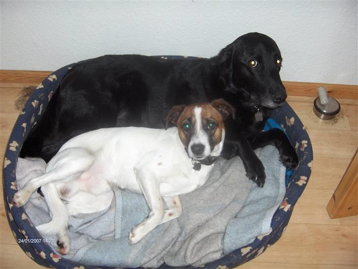 Labrador retriever Laban - laban og oskar i samme kurv billede 2