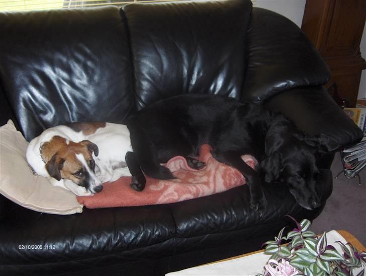 Labrador retriever Laban - oskar og laban i sofaen billede 4