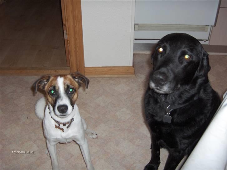 Labrador retriever Laban - Oskar og Laban venter på mad billede 5