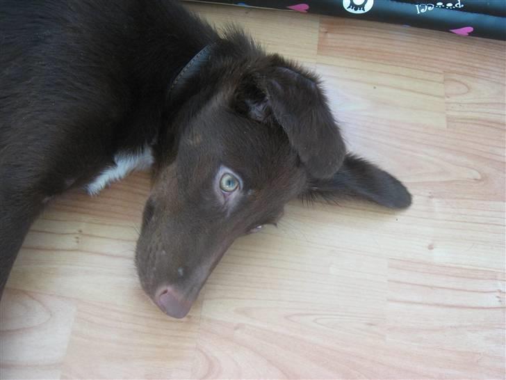 Blanding af racer Jawa billede 7