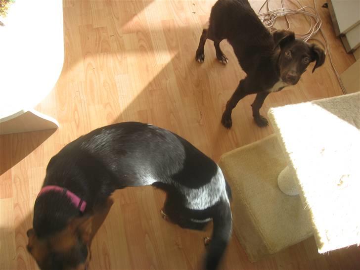 Blanding af racer Jawa billede 8