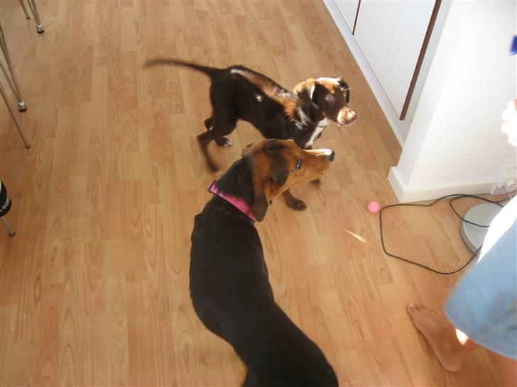 Blanding af racer Jawa - Hr du noget til os moar?? billede 9