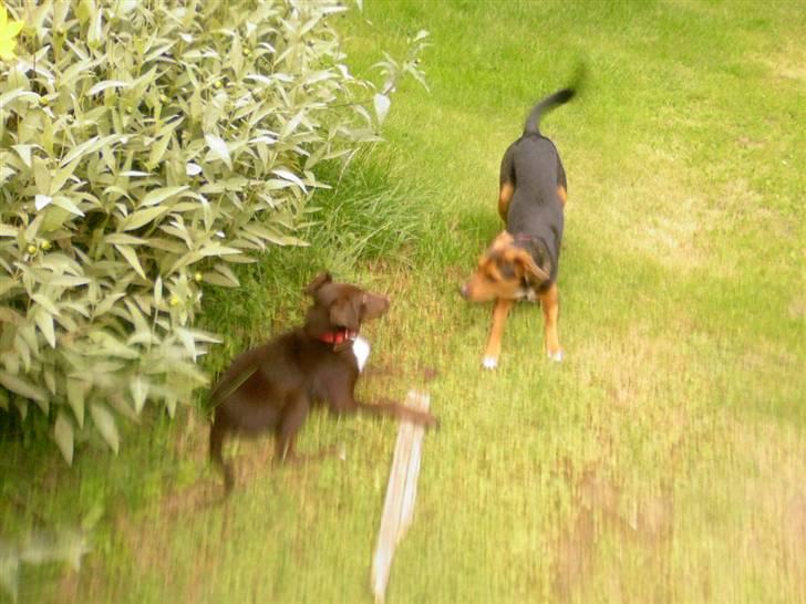 Blanding af racer Jawa billede 10