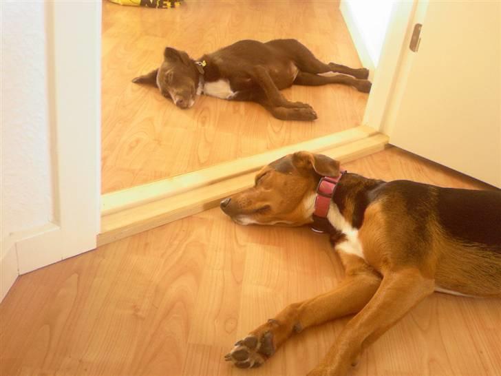 Blanding af racer Jawa - Det er sgu hårdt at lege hele dagen!! billede 11