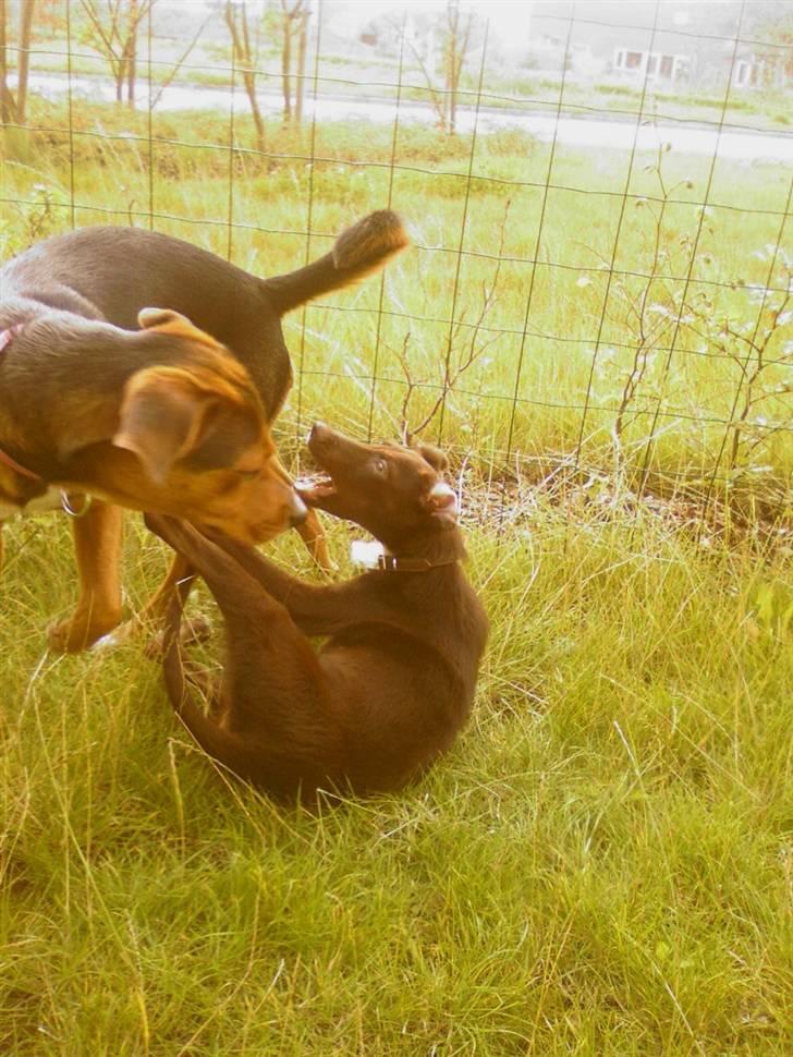 Blanding af racer Jawa - Mig og min nye søster leger i haven :) billede 12