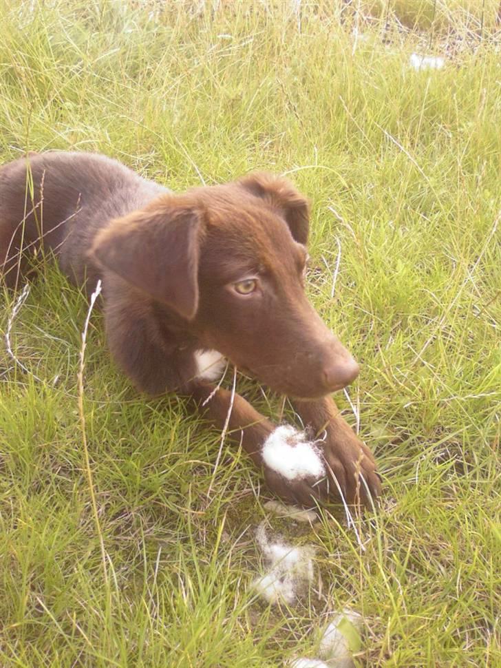 Blanding af racer Jawa - Min mor siger jeg ser noget så charmerende ud! billede 13