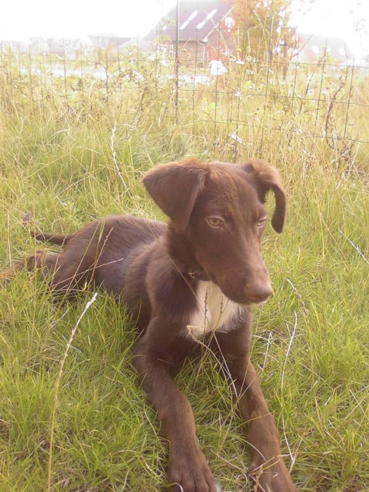 Blanding af racer Jawa billede 14