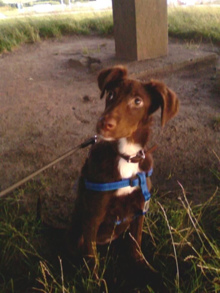 Blanding af racer Jawa billede 15