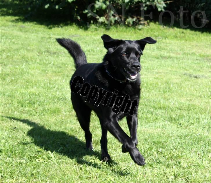 Blanding af racer Freja - Min dejlige Vapperhoosen, i daglig tale :) Taget d. 17 August billede 1