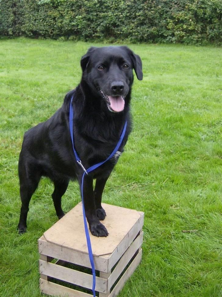 Blanding af racer Freja - Elsker dette billede billede 2