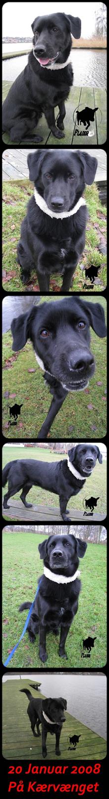 Blanding af racer Freja billede 3