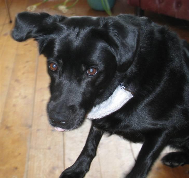 Blanding af racer Freja - Her er hun ved at rejse sig, det er så sødt det her billede ;) Find tungen XD billede 4