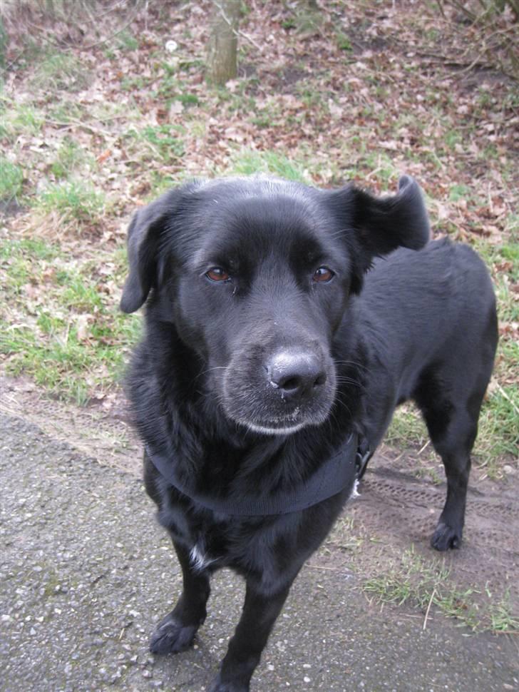 Blanding af racer Freja - Tihi, det blæste meget :) billede 5