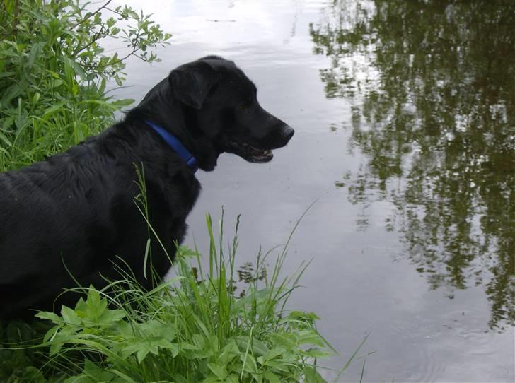 Blanding af racer Freja billede 6