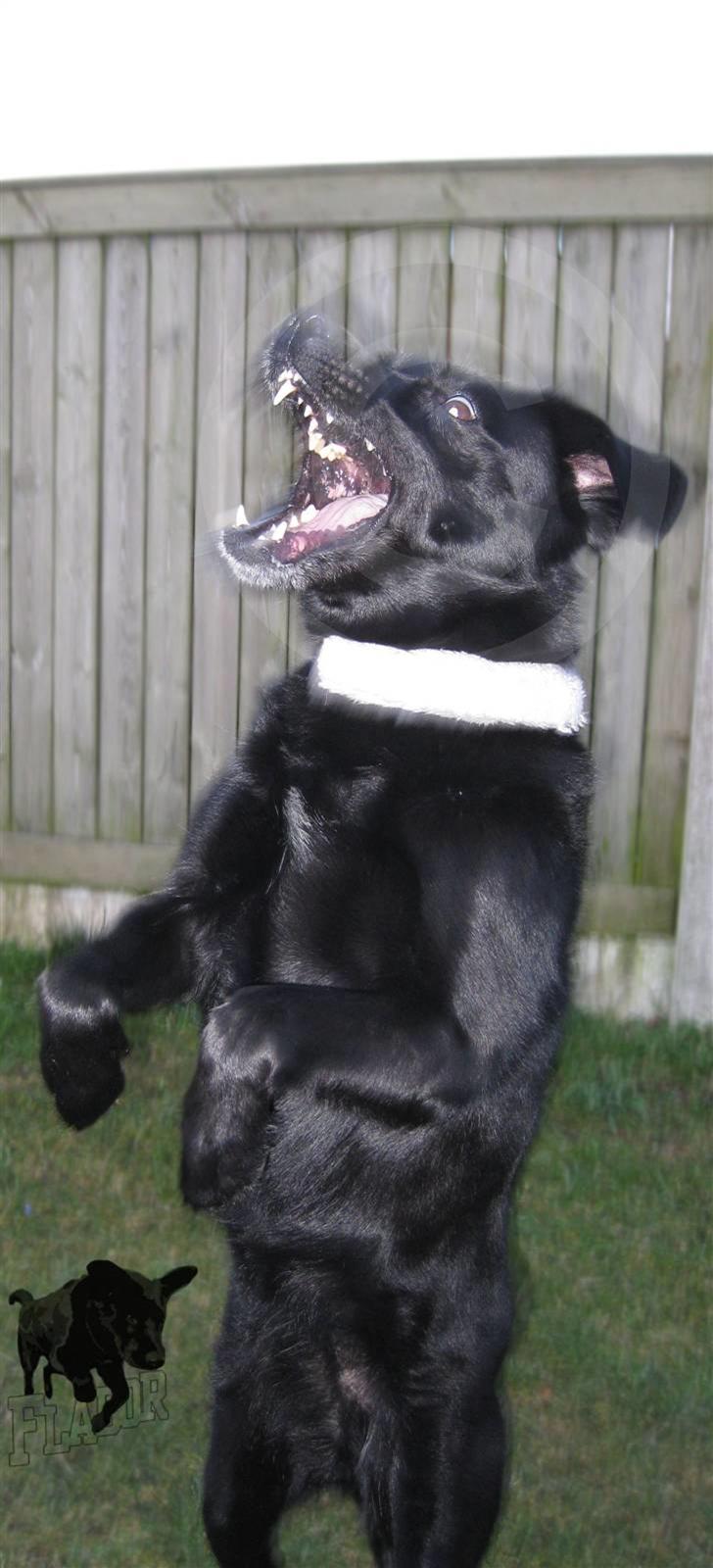 Blanding af racer Freja - Freja laver sjove ting på marken :) billede 7