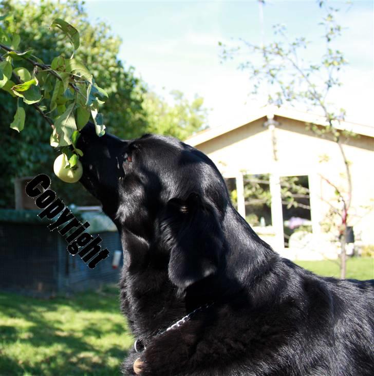 Blanding af racer Freja - Freja, den lille tyv, snupper et ÆBLE direkte fra træet... smag, ja det må man sige hun har *gg* billede 8