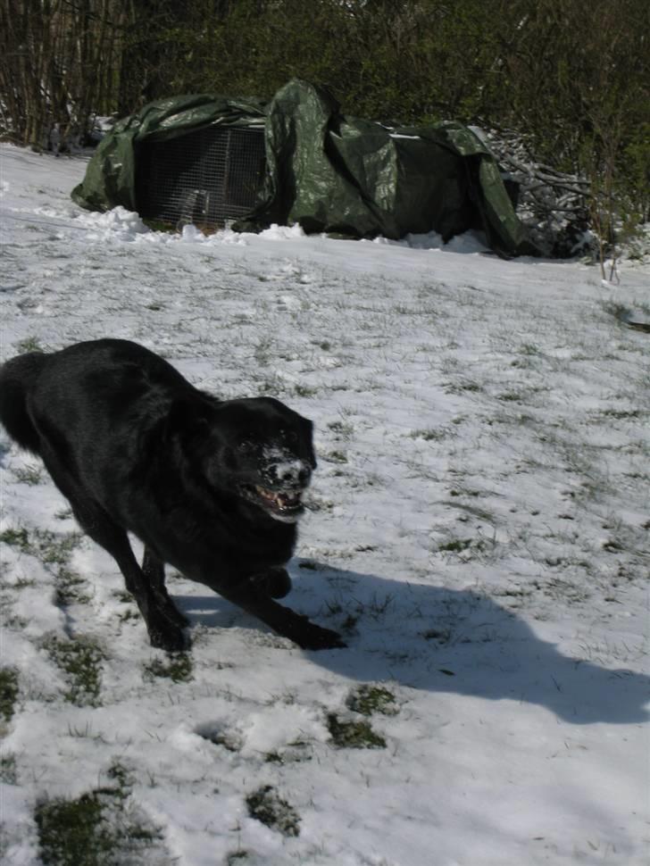 Blanding af racer Freja - Auf ? billede 9