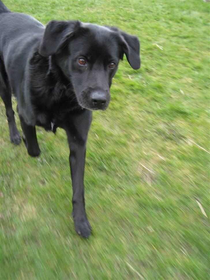 Blanding af racer Freja - Ihh min dejlige Vapperhoosen <3 billede 10