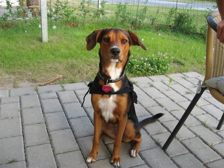 Blanding af racer Miniloo billede 2