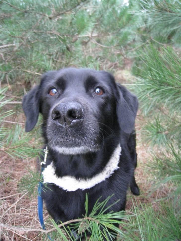 Blanding af racer Freja - ;) billede 11