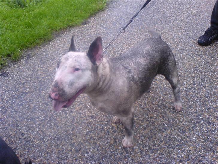 Bullterrier Ester  - Her har jeg lige leget lidt i mudder og regn.. thihi... billede 1