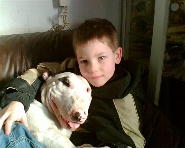 Bullterrier Ester  - Mig og min elskede bedste ven som jeg forfølger som en skygge.. billede 2