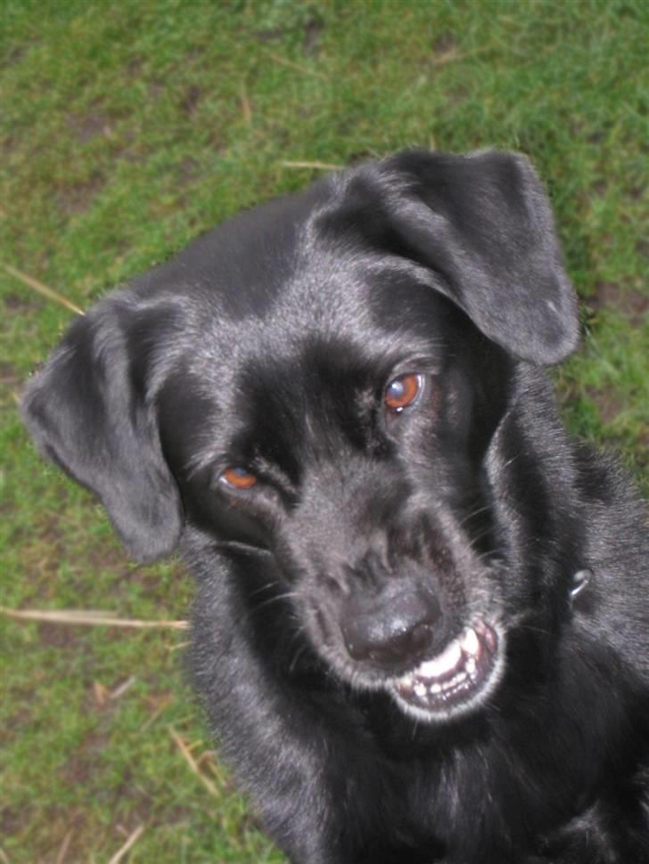 Blanding af racer Freja - Pitt-blandingen :) billede 12