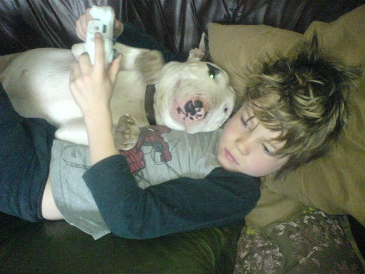 Bullterrier Ester  - Her ligger vi og spiller xboks, og vi er bare supergode billede 3