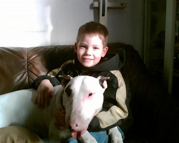 Bullterrier Ester  - her er vi to lækre energibomber så lige igen.. billede 4