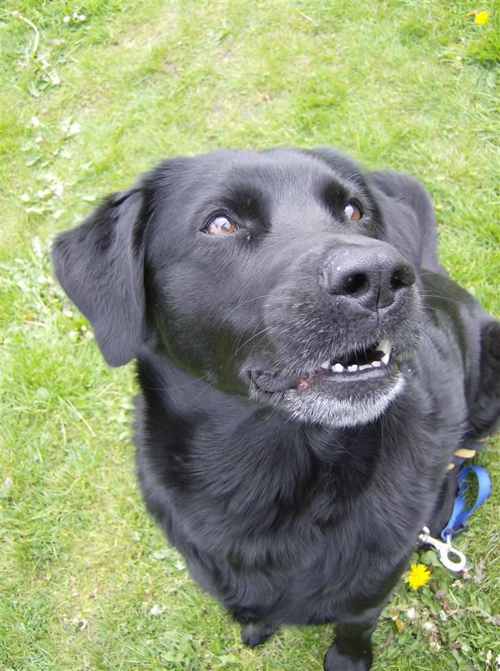 Blanding af racer Freja billede 13