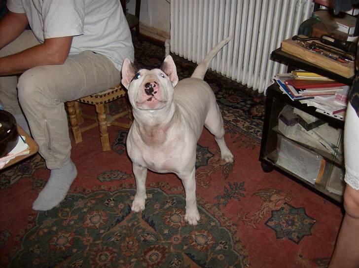 Bullterrier Ester  - Gi mig den bold.. billede 5
