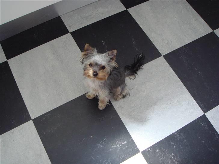Yorkshire terrier <3 Ella <3 - Ella 5 mdr. billede 12