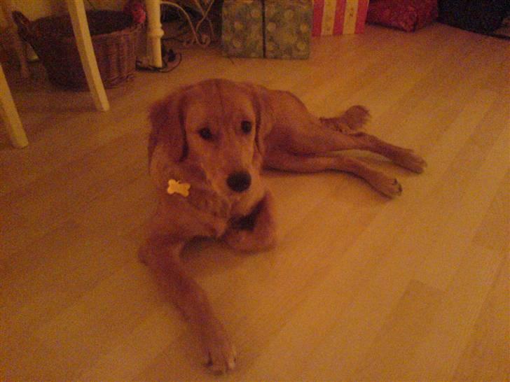 Golden retriever Bimse - Det er BImse  billede 1