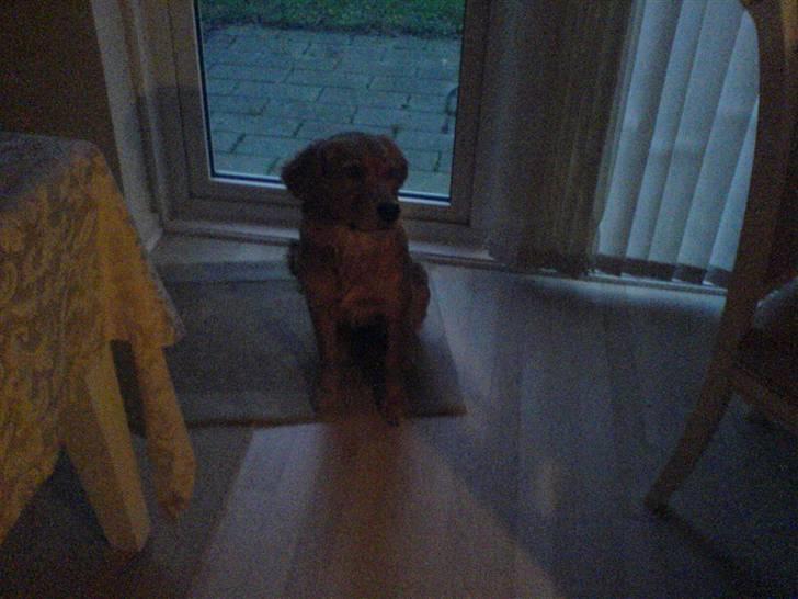 Golden retriever Bimse - <33 billede 2