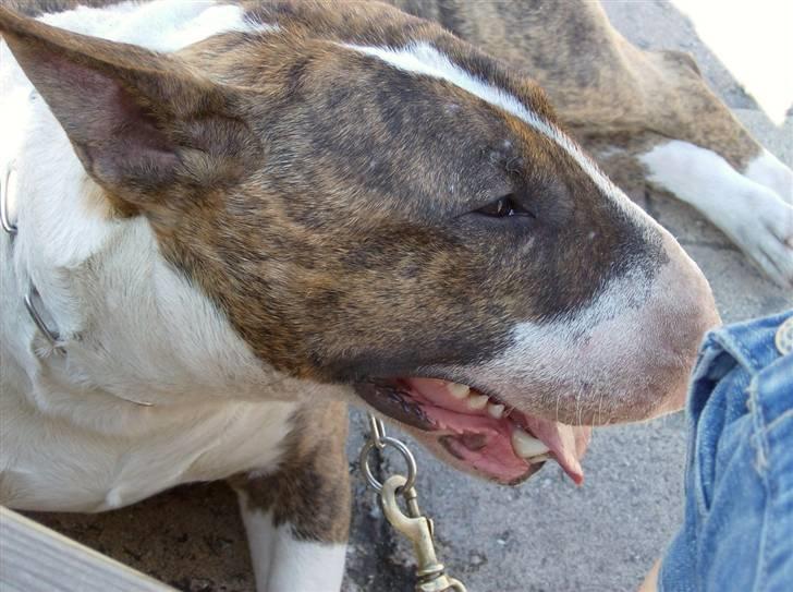 Bullterrier Alma  - Jeg er jo bare en lækker bullermams... billede 2