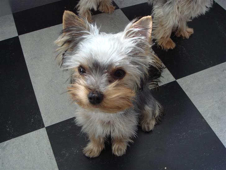 Yorkshire terrier <3 Ella <3 - Ella 5 mdr. billede 13
