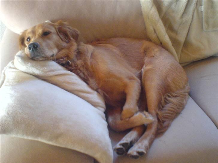 Golden retriever Bimse billede 3