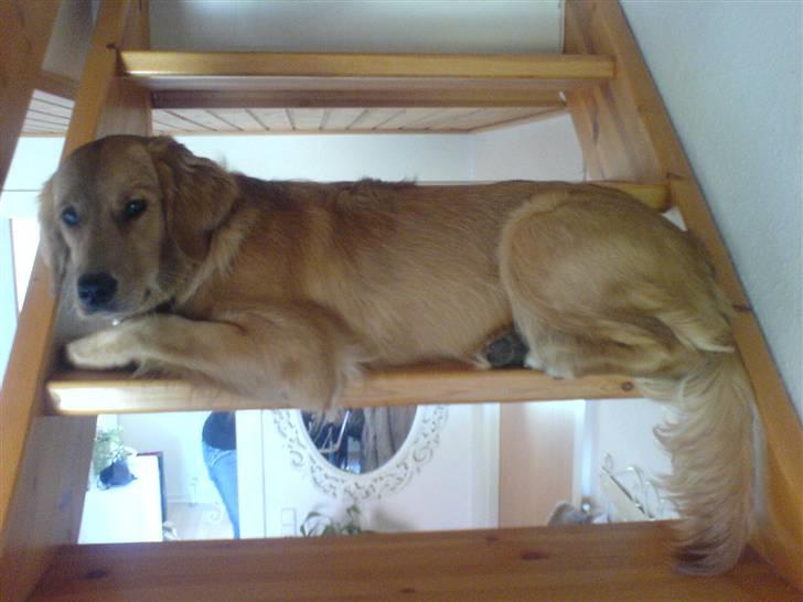 Golden retriever Bimse - slabber lige lidt af det er hård at gå op af trapperne billede 4