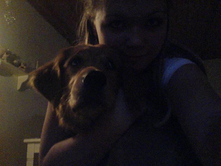 Golden retriever Bimse - wee´ billede 5