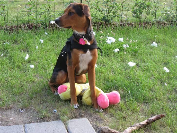 Blanding af racer Miniloo billede 3