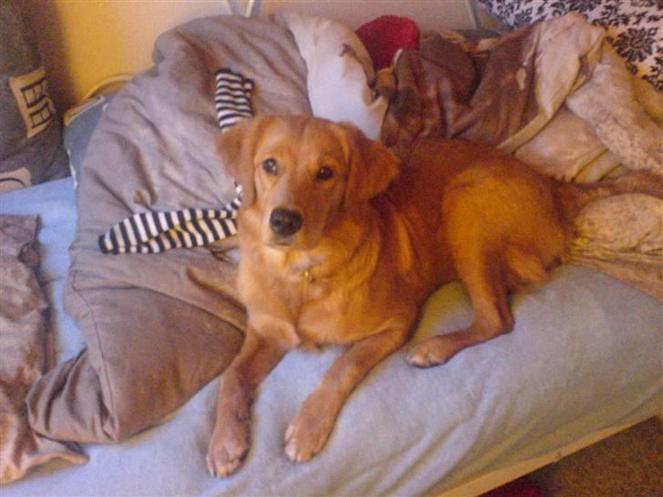 Golden retriever Bimse - hej hej  billede 6