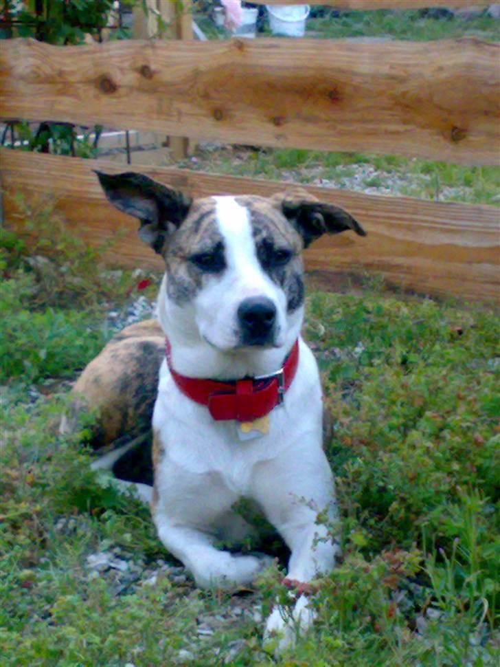 Blanding af racer amstaff/mutte Mille* - 9/7-08, 15 mdr. billede 1