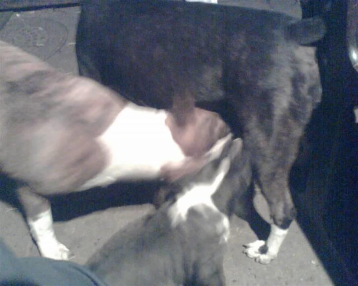 Bullterrier Alma  - Her ska jeg lige se om jeg ox kan få en tår babs med de små.. thihi... billede 4