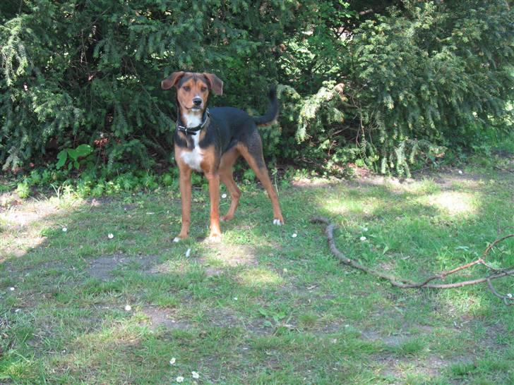 Blanding af racer Miniloo billede 5