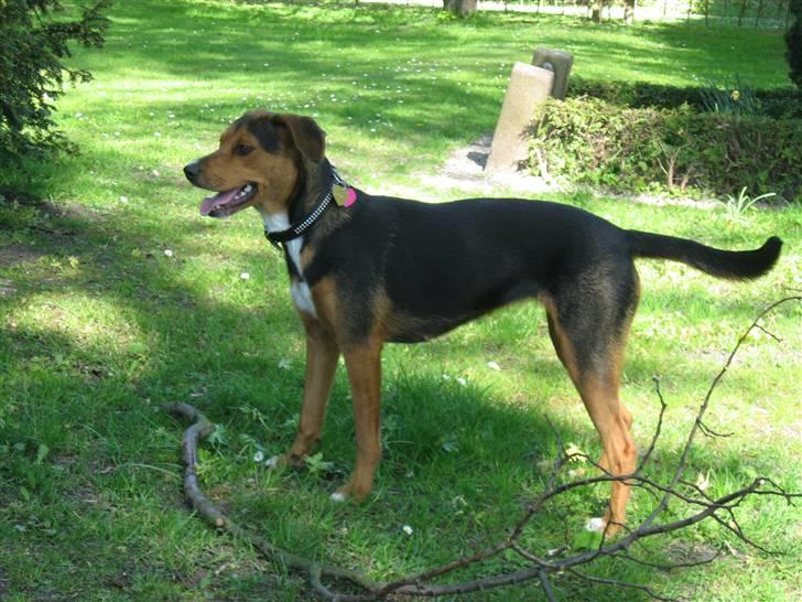 Blanding af racer Miniloo billede 6