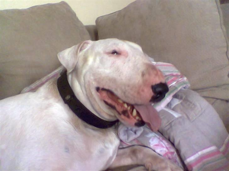 Bullterrier Thor +++R.I.P.+++ - Ja her er jeg så i egen person... billede 1